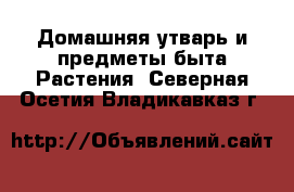 Домашняя утварь и предметы быта Растения. Северная Осетия,Владикавказ г.